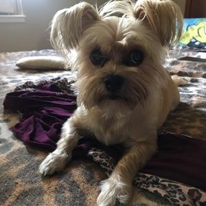 Meet your Posher, Zen